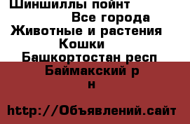 Шиншиллы пойнт ns1133,ny1133. - Все города Животные и растения » Кошки   . Башкортостан респ.,Баймакский р-н